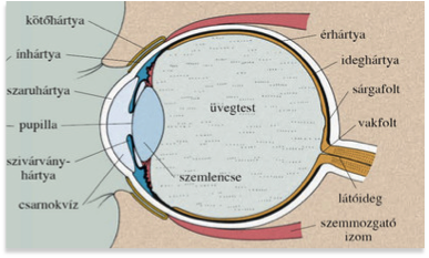 Hogyan lehet gyógyítani a látást lézerrel. Myopia az egyik szem